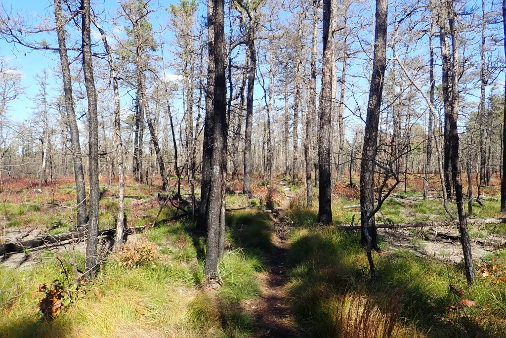 Batona Trail through the Pine Barrens in Wharton State Forest